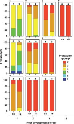 Corrigendum: The hierarchy of protoxylem groupings in primary root and their plasticity to nitrogen addition in three tree species